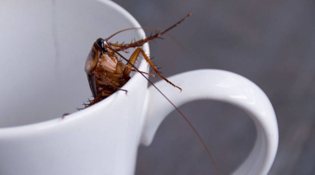 ♦️LATTE DI SCARAFAGGIO: LA SOSTANZA PIU’ NUTRIENTE CHE&nbsp;ESISTA!🤮