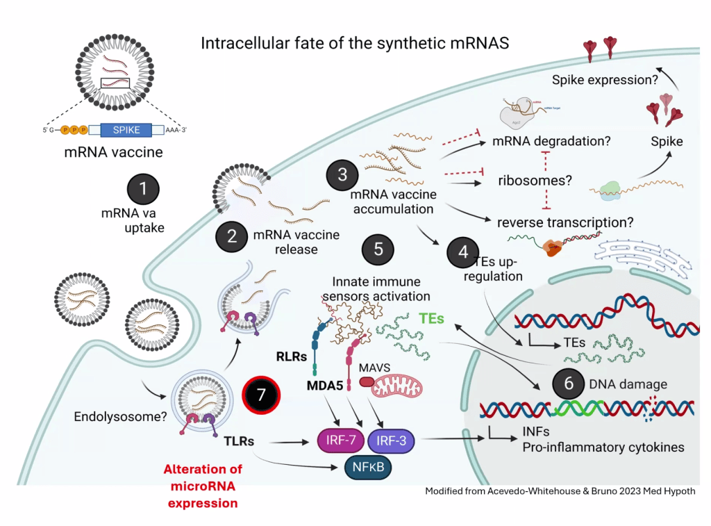 I vaccini mRNA COVID-19 possono modificare l’espressione del microRNA&nbsp;(miRNA).